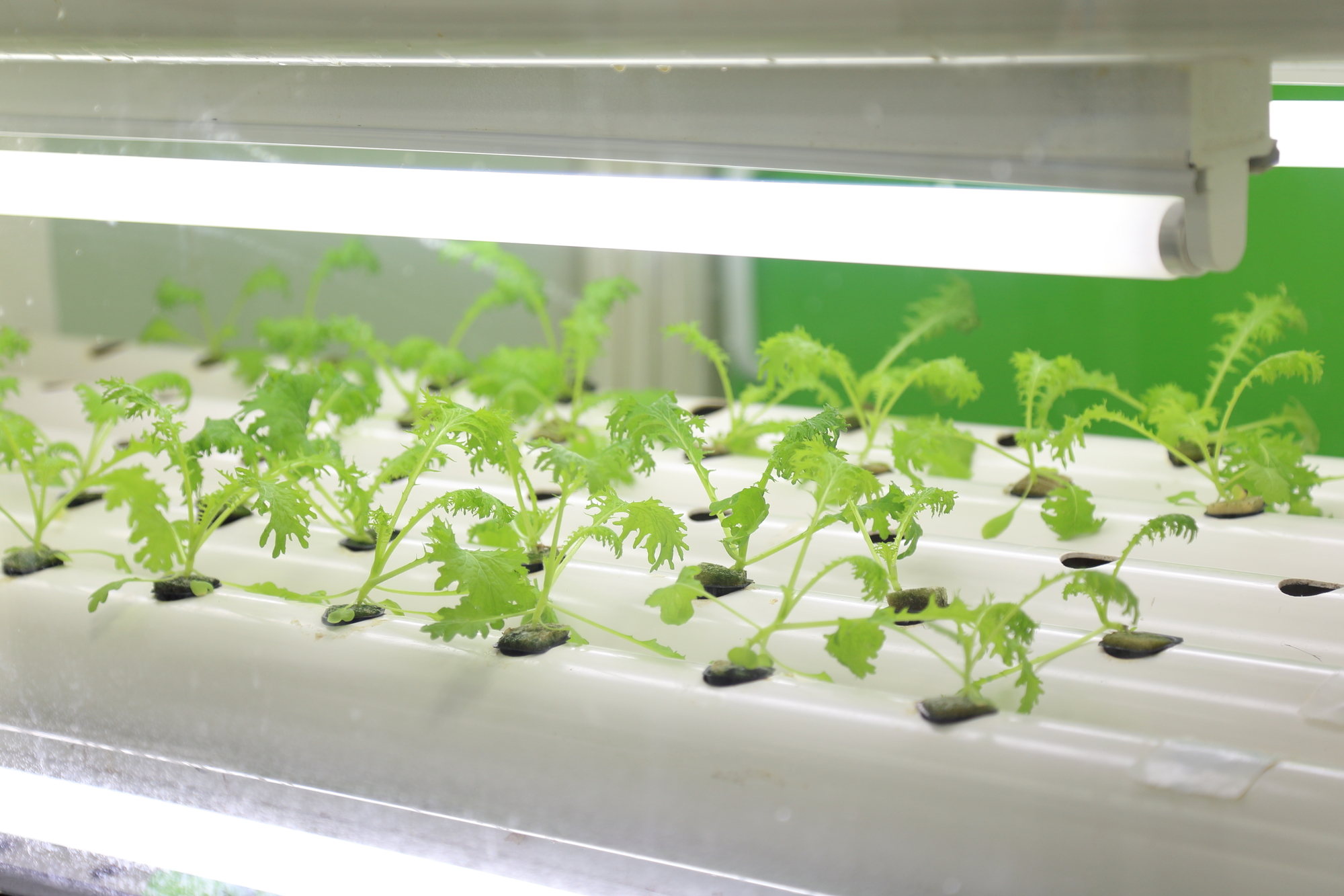 2023年度版】LED付き水耕栽培で野菜を育成｜家庭菜園するならコレだ